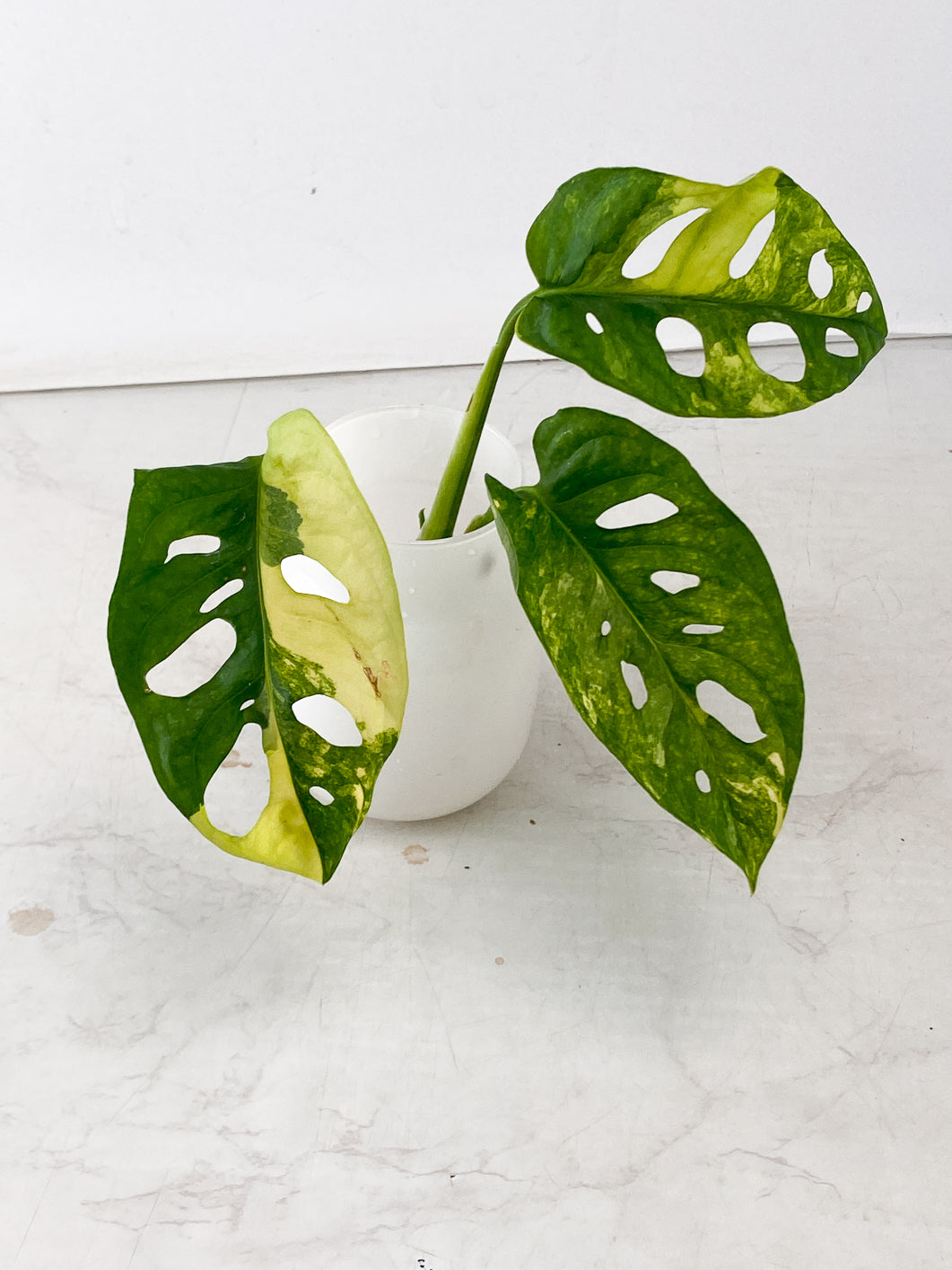 Monstera Adansonii Aurea Variegated 3 leaf