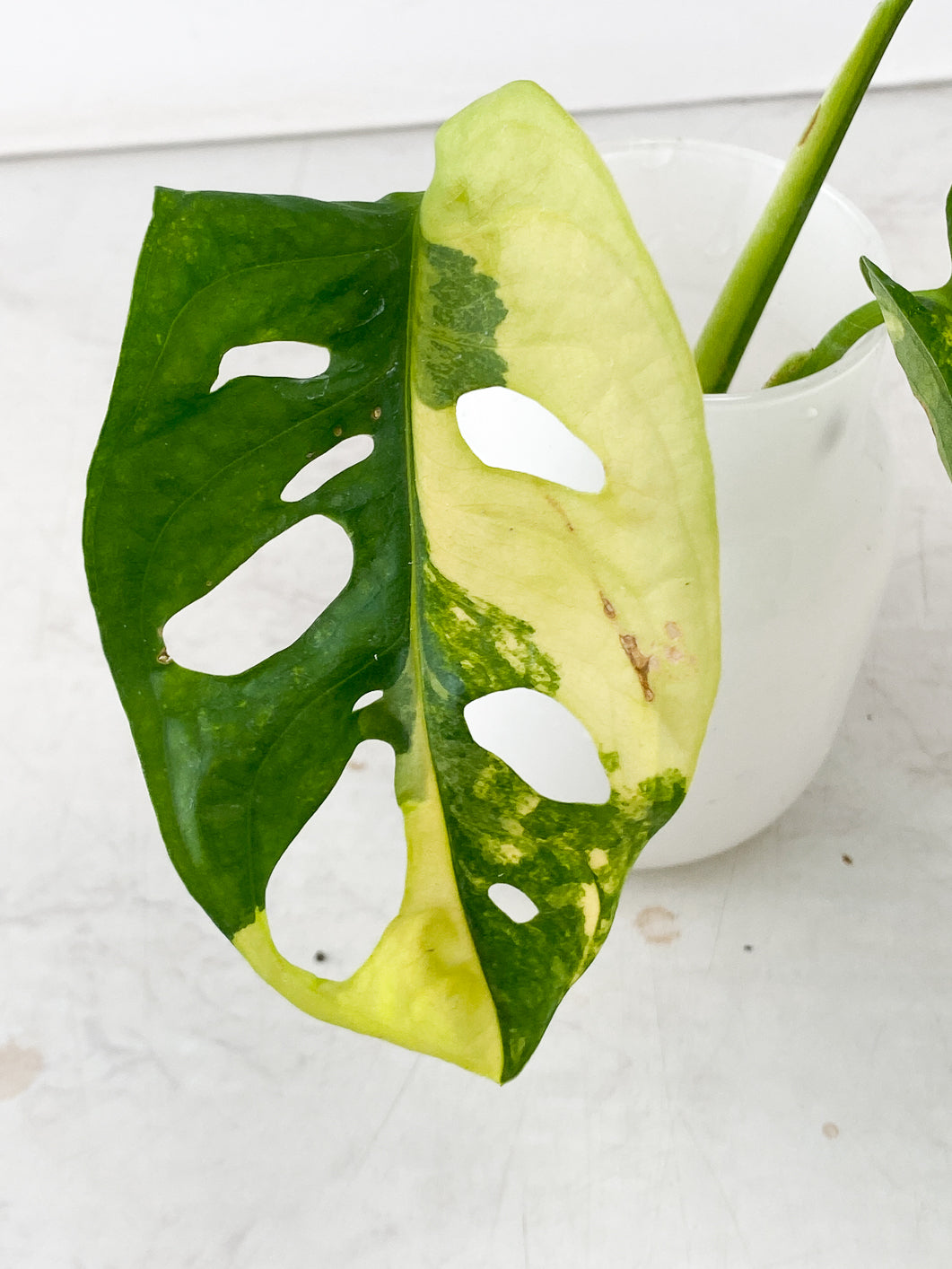 Monstera Adansonii Aurea Variegated 3 leaf