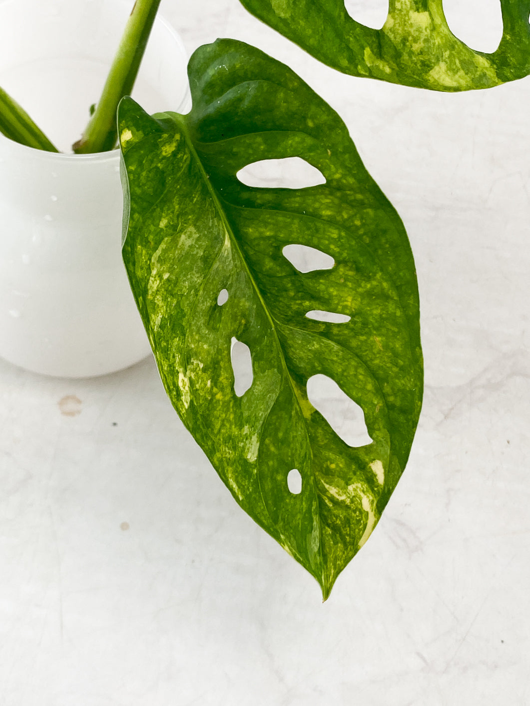 Monstera Adansonii Aurea Variegated 3 leaf