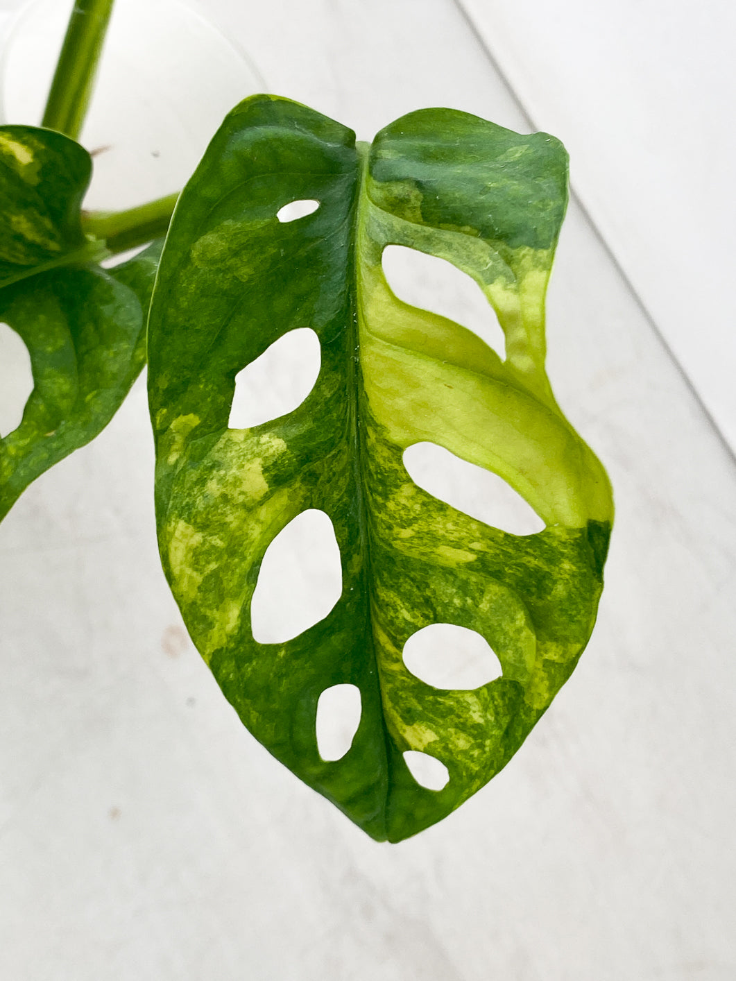 Monstera Adansonii Aurea Variegated 3 leaf