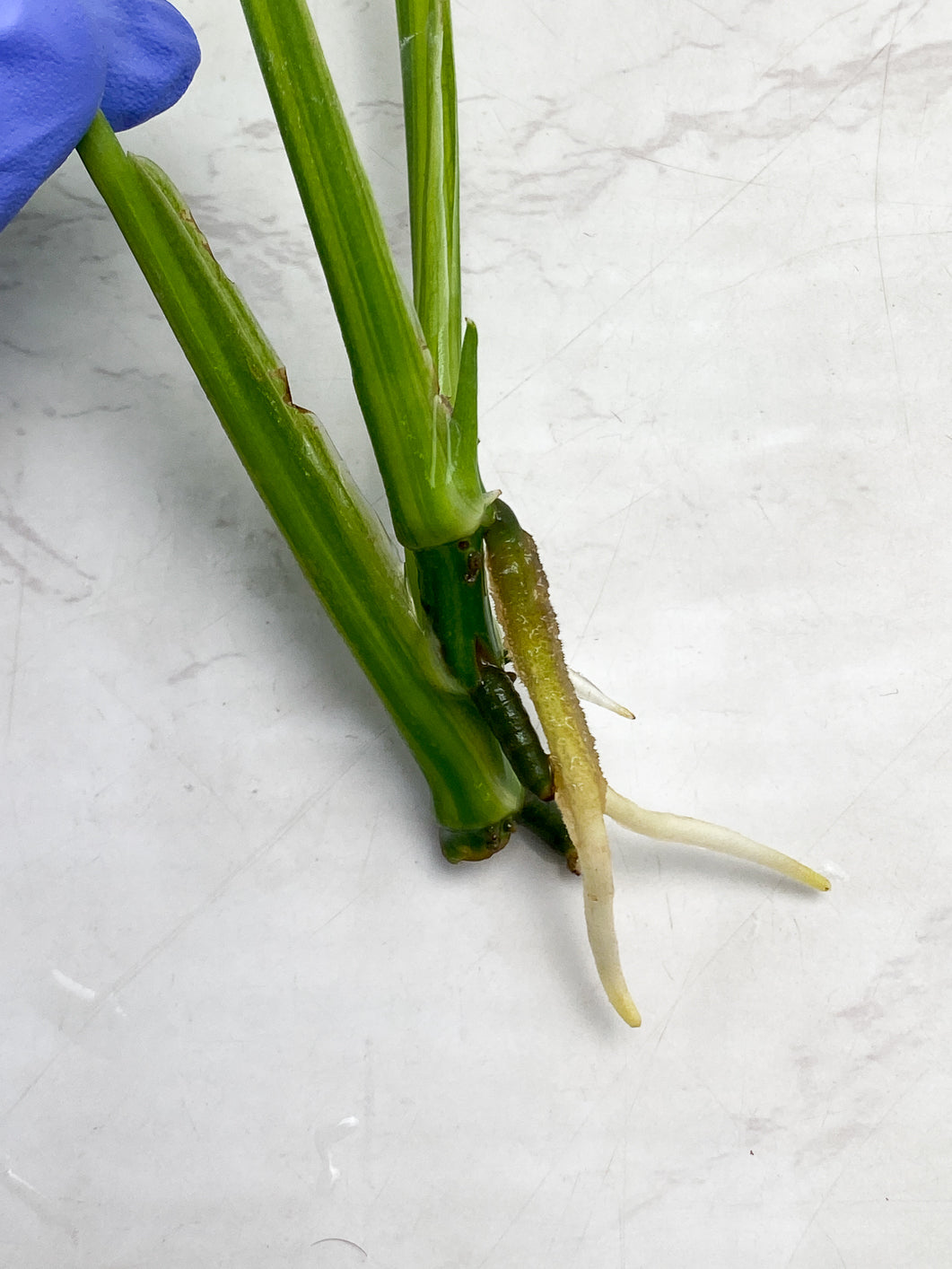 Monstera Adansonii Aurea Variegated 3 leaf