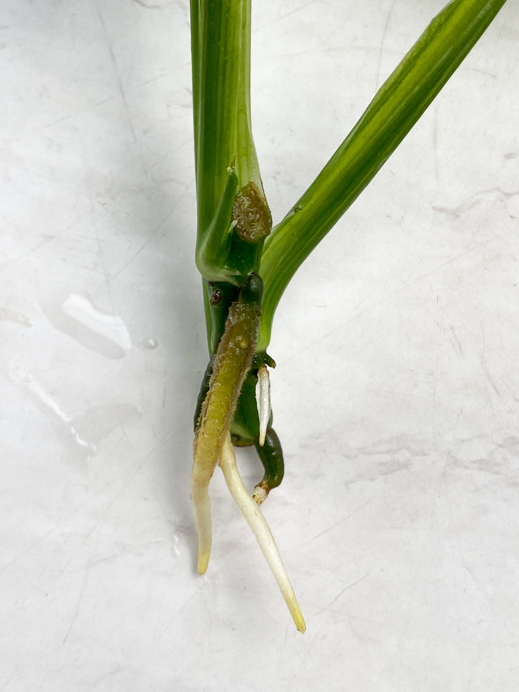 Monstera Adansonii Aurea Variegated 3 leaf