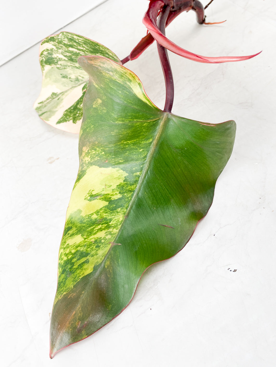 Philodendron Strawberry Shake 3 leaf 1 shoot Top Cutting Highly Variegated