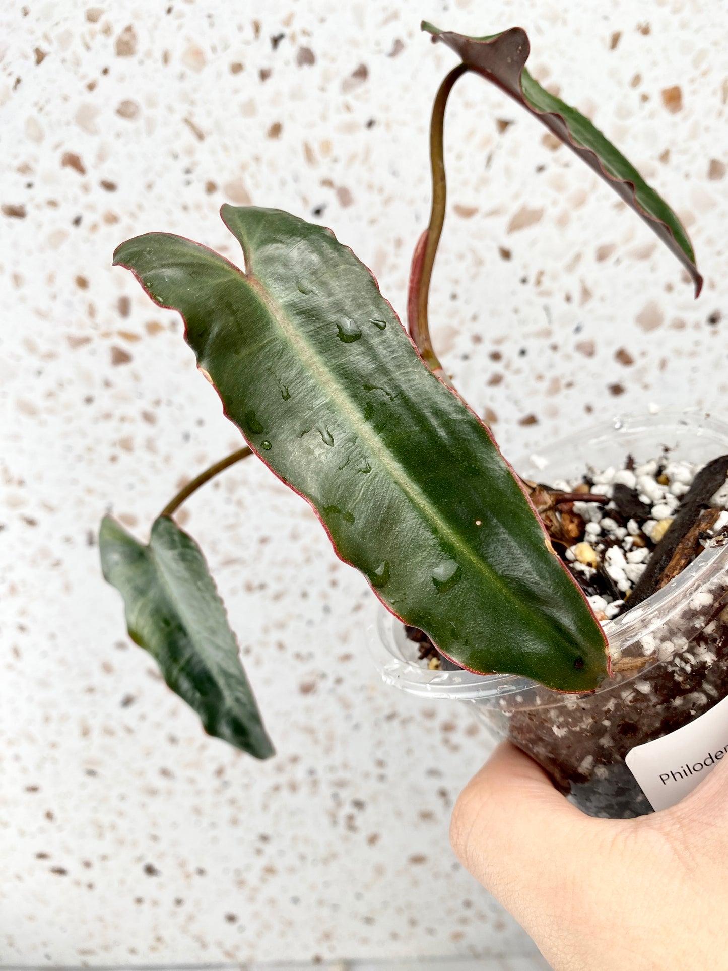 Free Gift! Philodendron Atabapoense