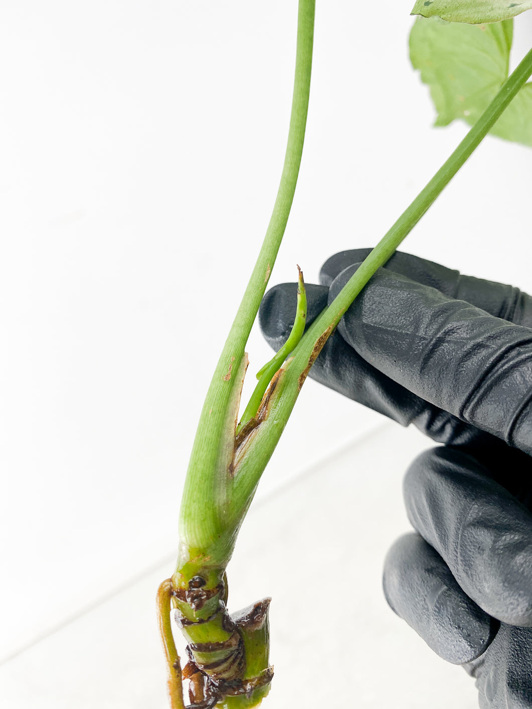 Syngonium Green Splash 3 leaves multiple nodes