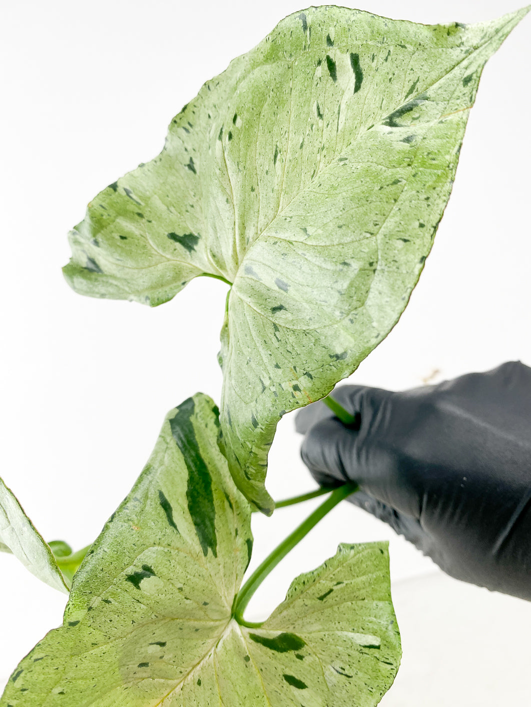 Syngonium Green Splash 3 leaves 1 new growth