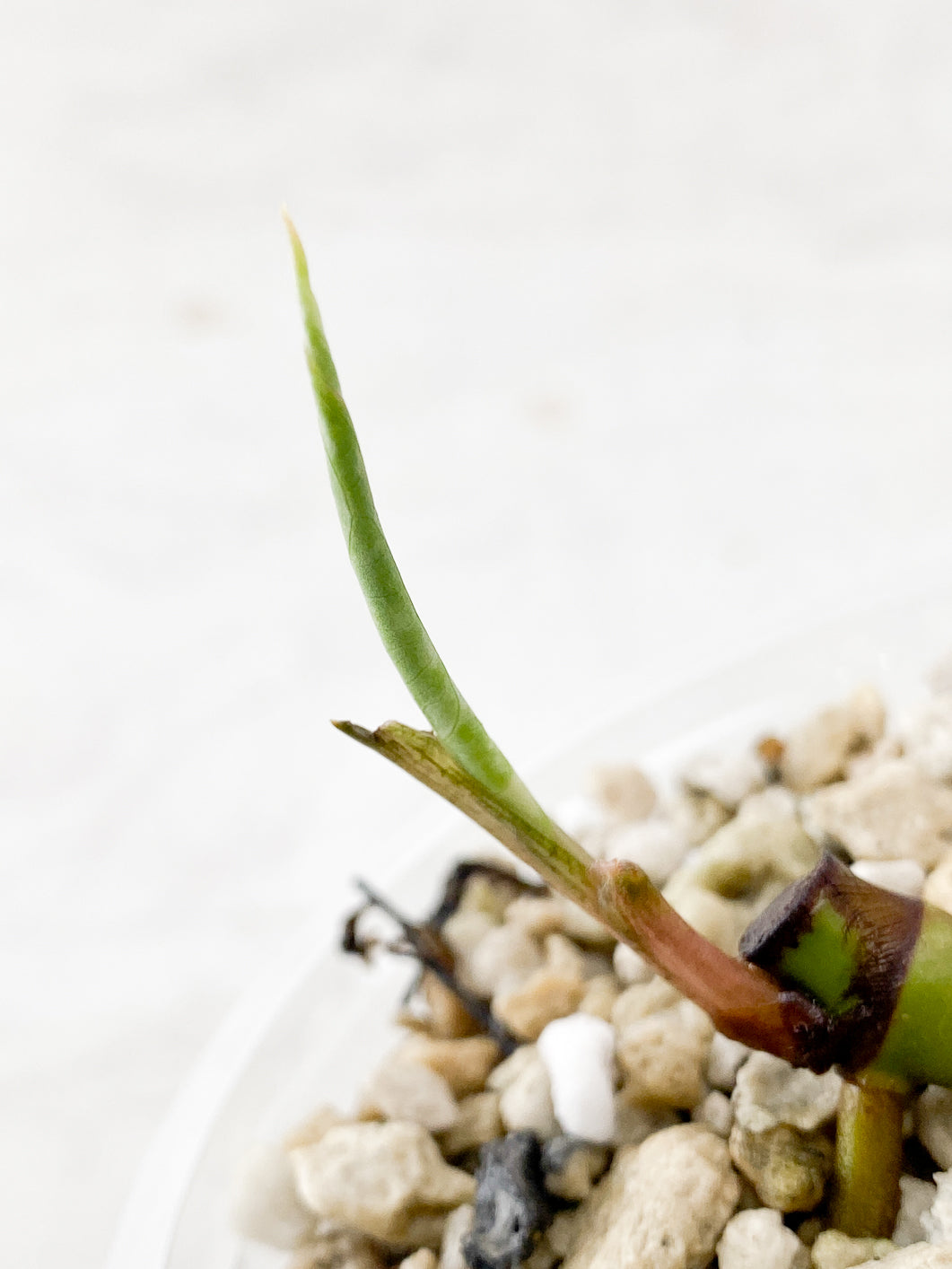 Add on only: Syngonium Podophyllum Albo-Variegatum sprout