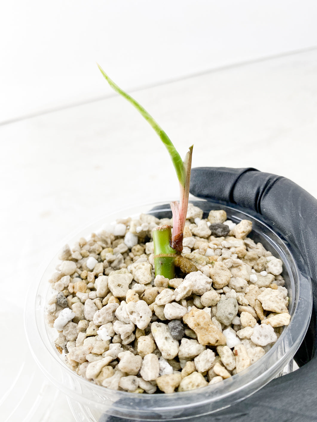 Add on only: Syngonium Podophyllum Albo-Variegatum sprout