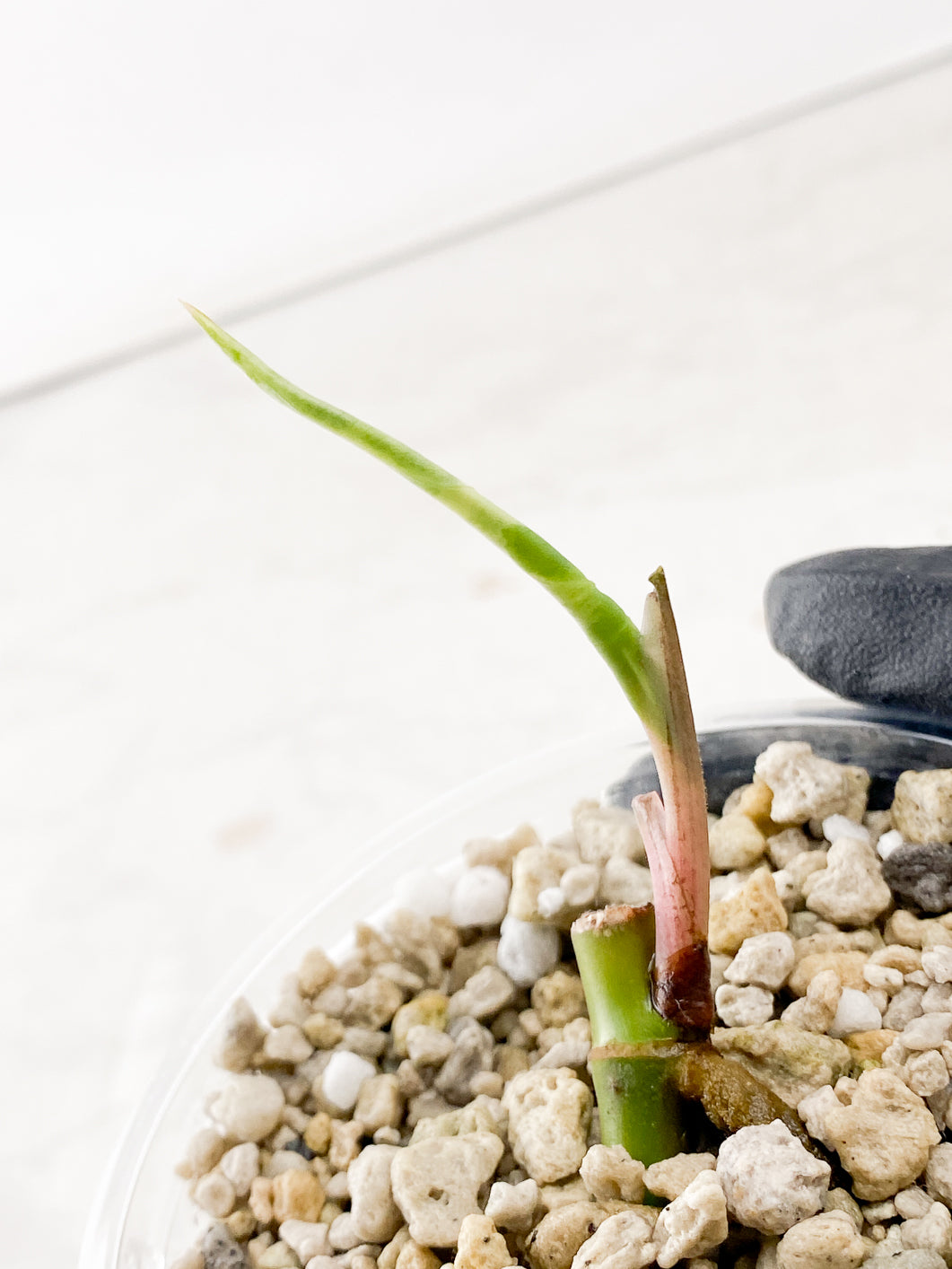 Add on only: Syngonium Podophyllum Albo-Variegatum sprout