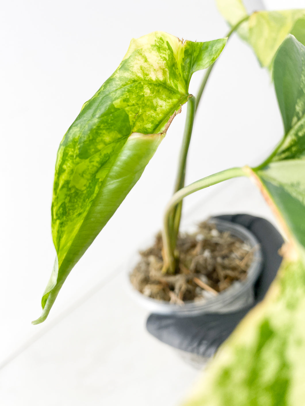 Syngonium Aurea 3 leaf top cutting