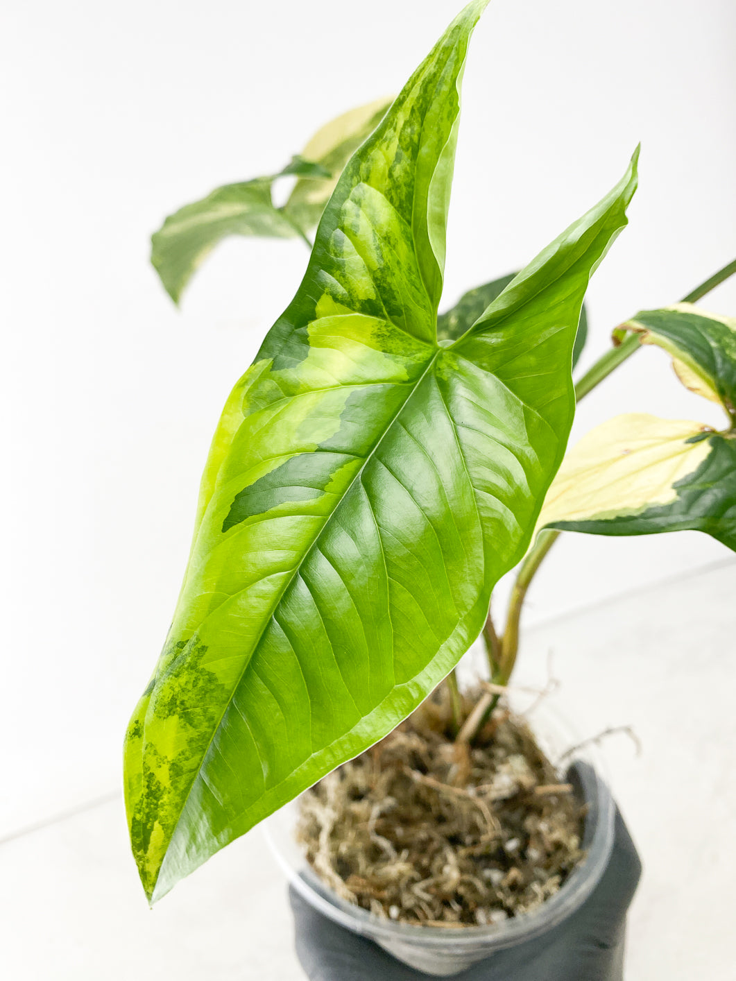 *Syngonium Aurea 5 leaf top cutting