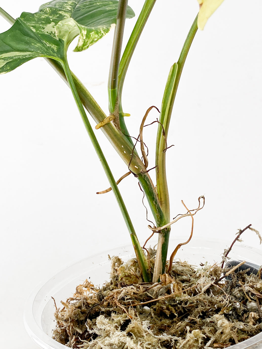 *Syngonium Aurea 5 leaf top cutting