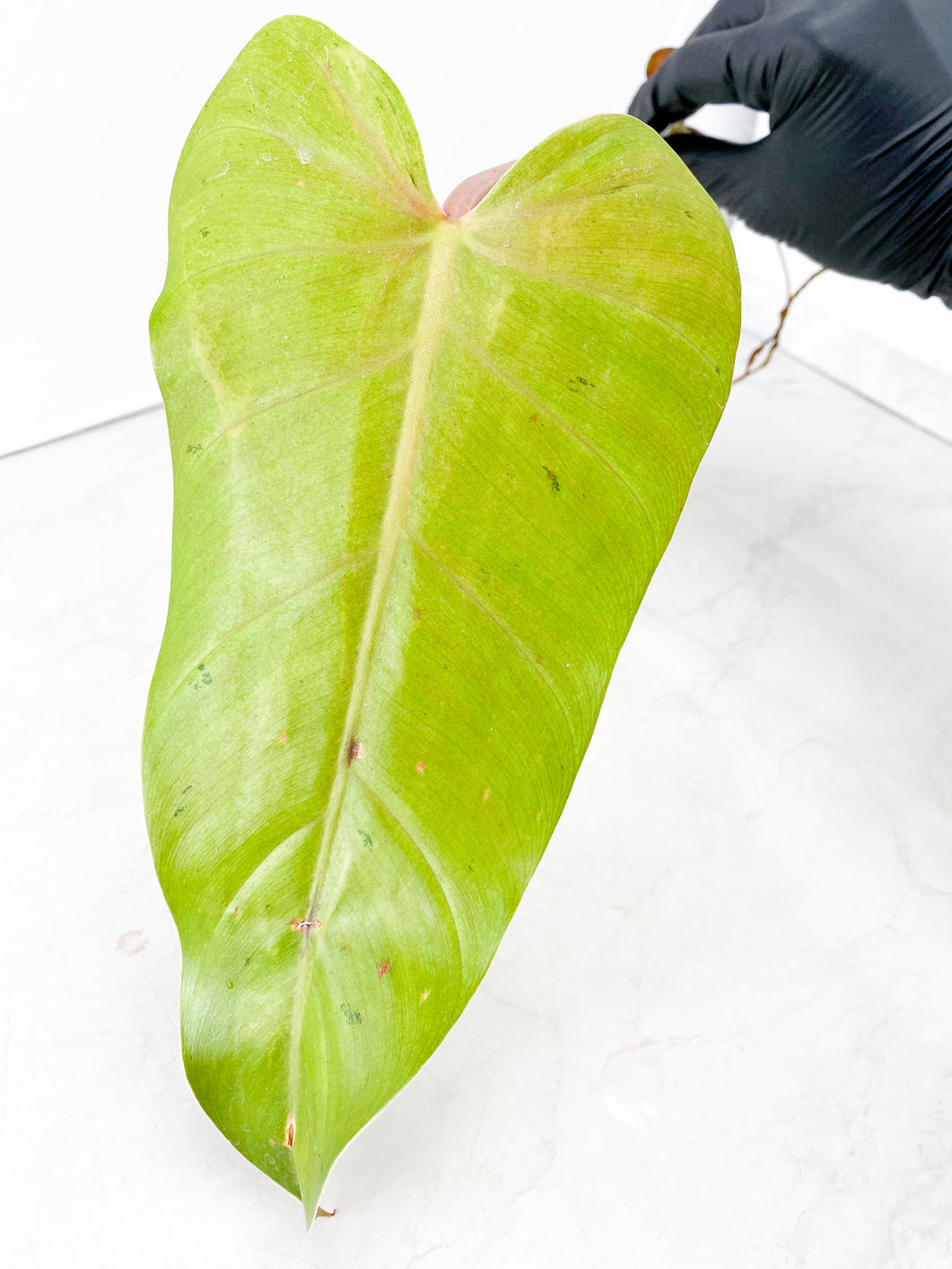 Philodendron Whipple Way 1 leaf 1 activated bud