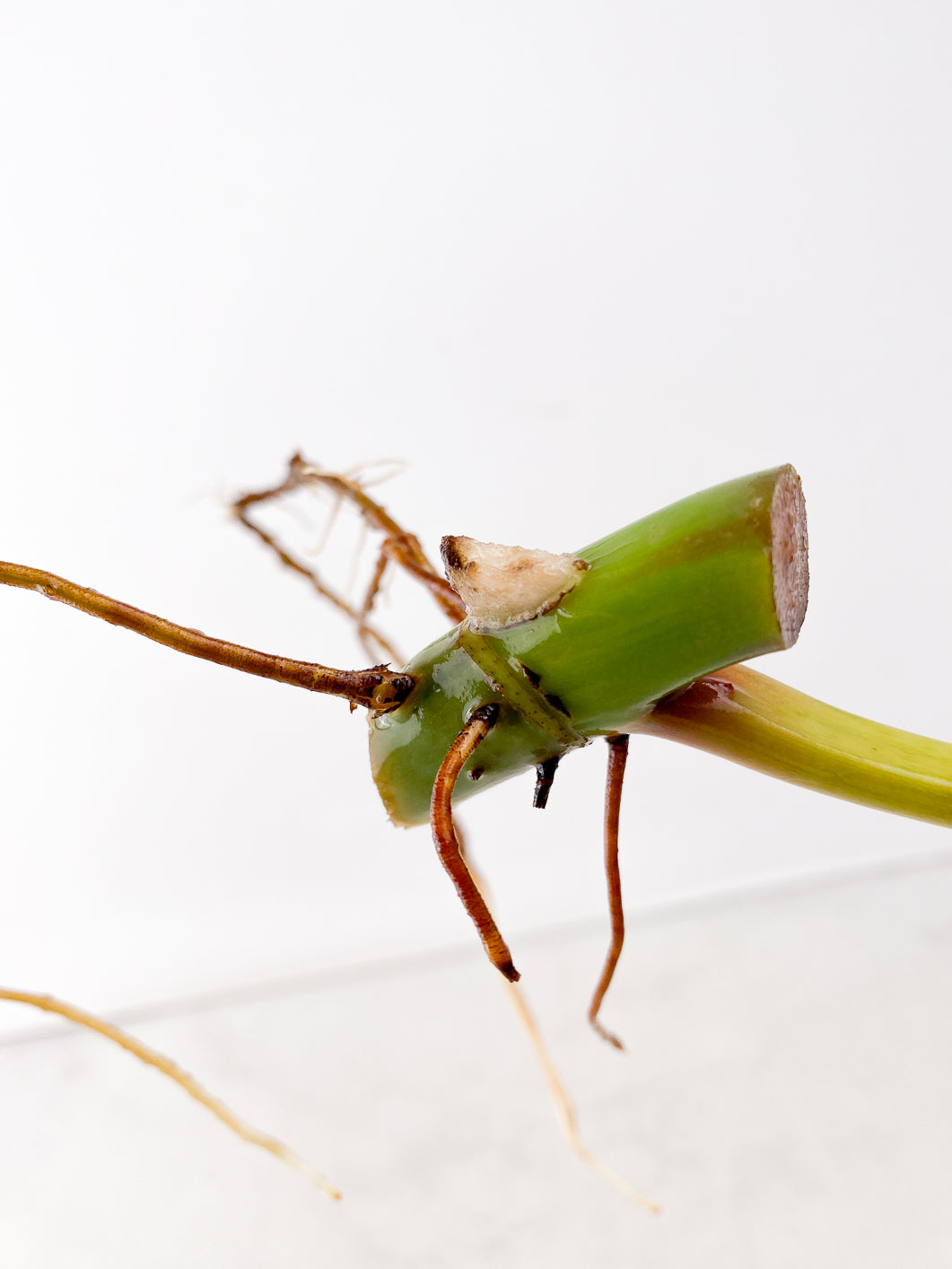 Philodendron Whipple Way 1 leaf 1 activated bud