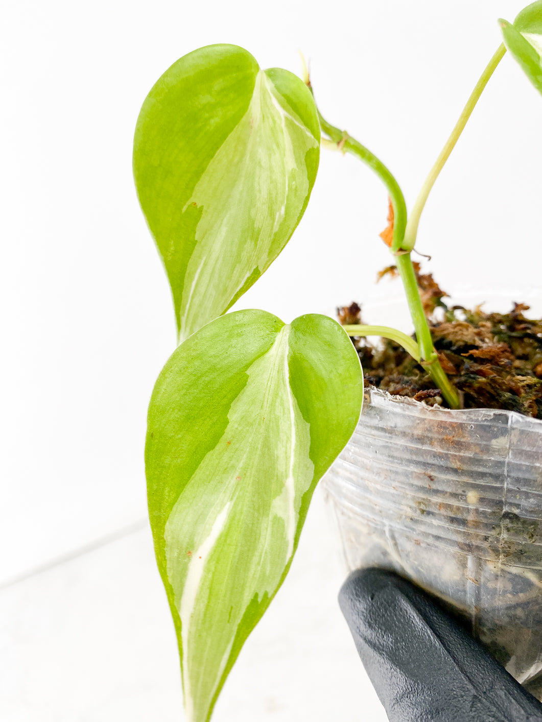 Philodendron Rio 3 leaf top cutting