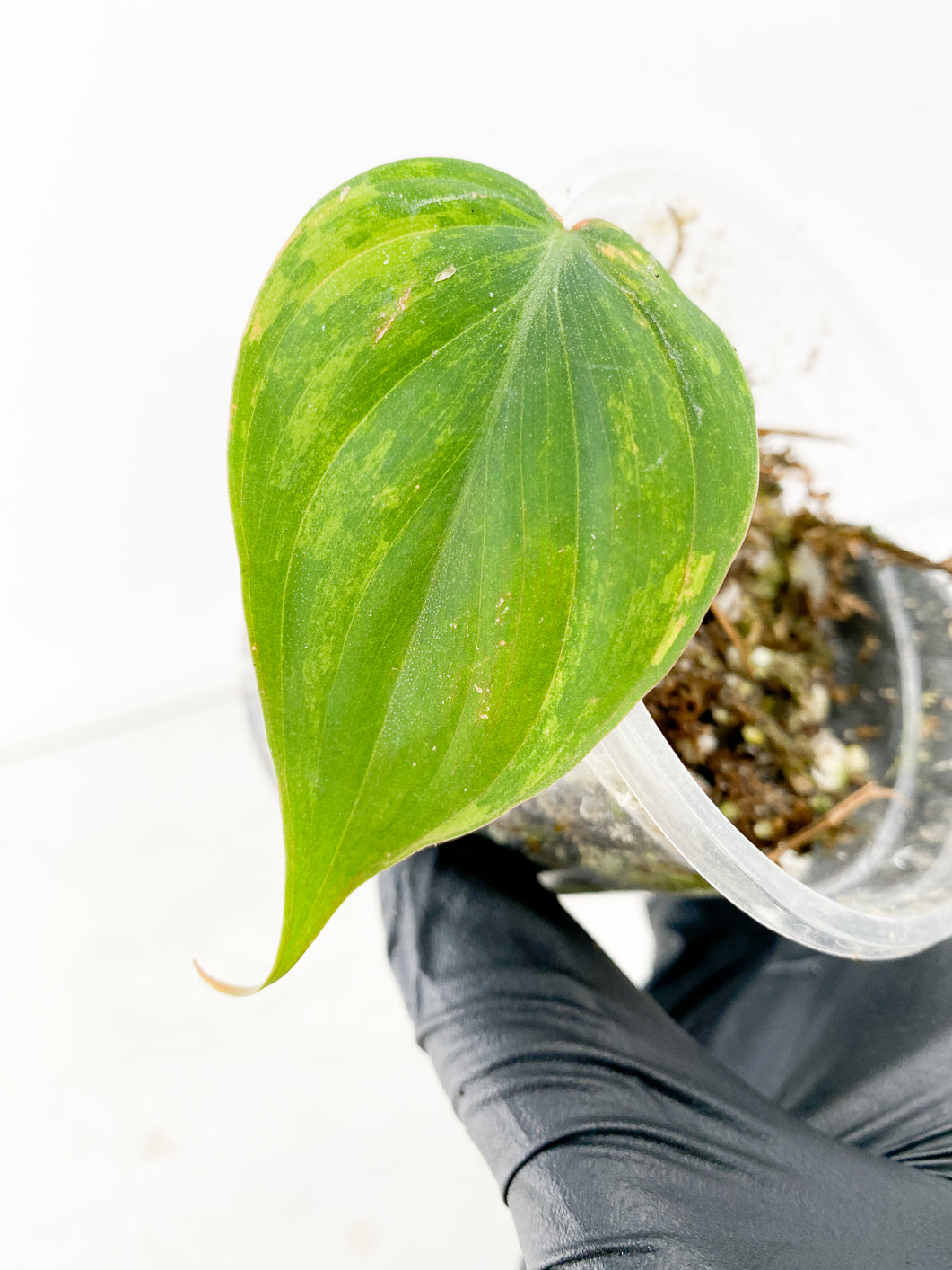 Philodendron Micans Variegated 1 leaf 1 sprout