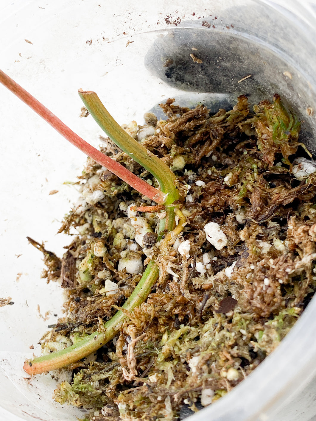 Philodendron Micans Variegated node with sprout (leafless)