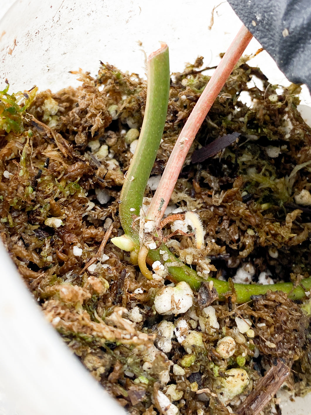 Philodendron Micans Variegated node with sprout (leafless)