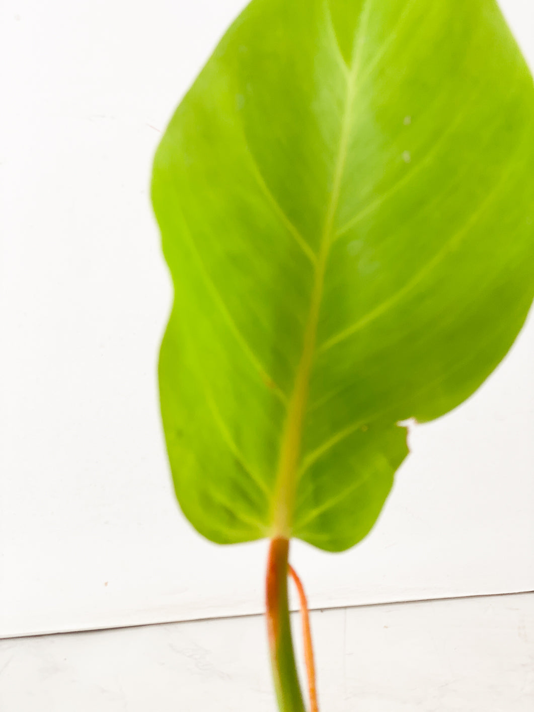 Philodendron Red Moon 1 leaf 2 activated buds