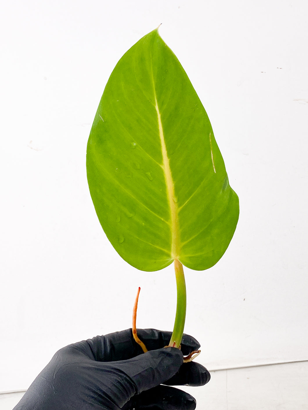 Philodendron Red Moon 1 leaf double node 2 activated buds