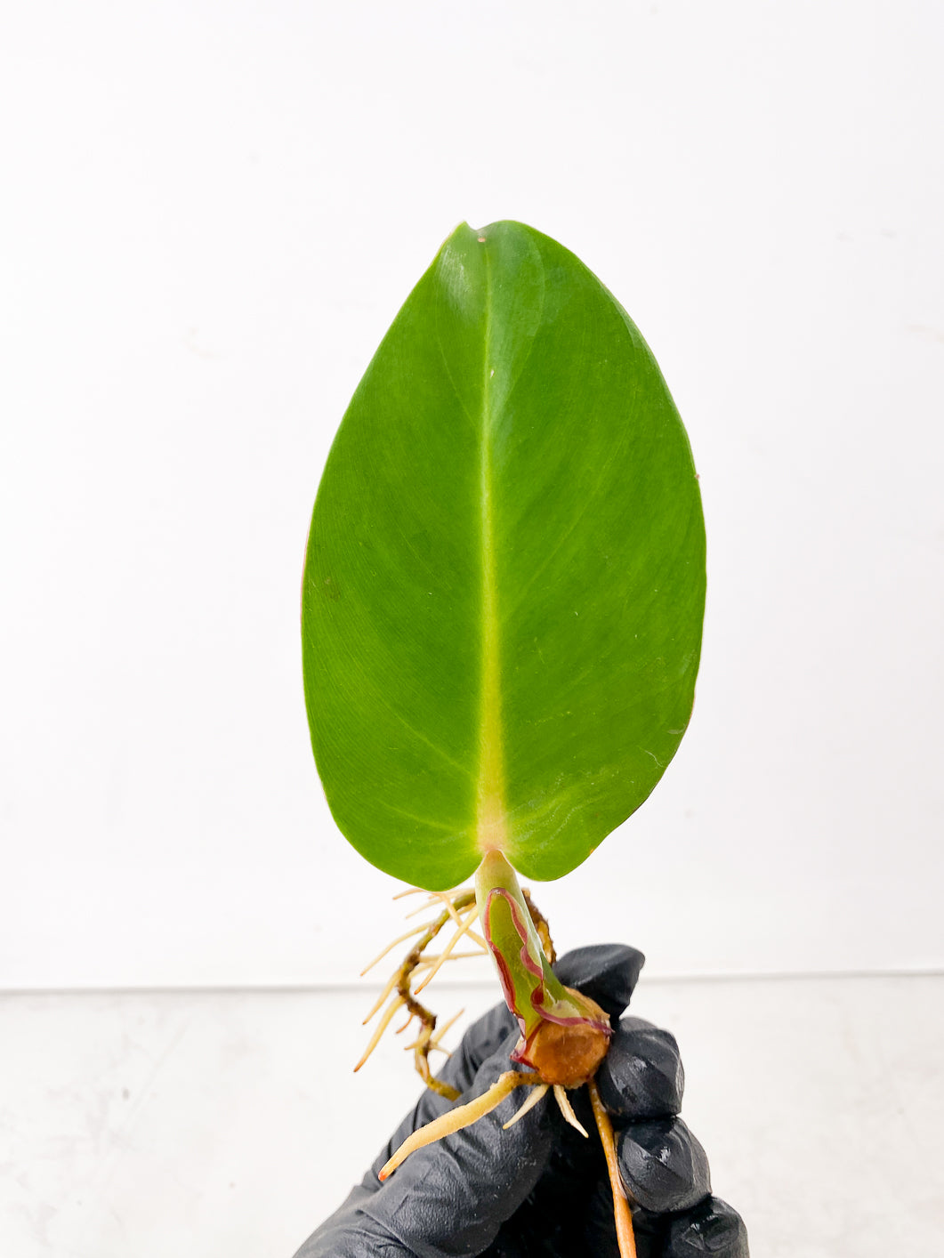 Philodendron Red Moon 1 leaf