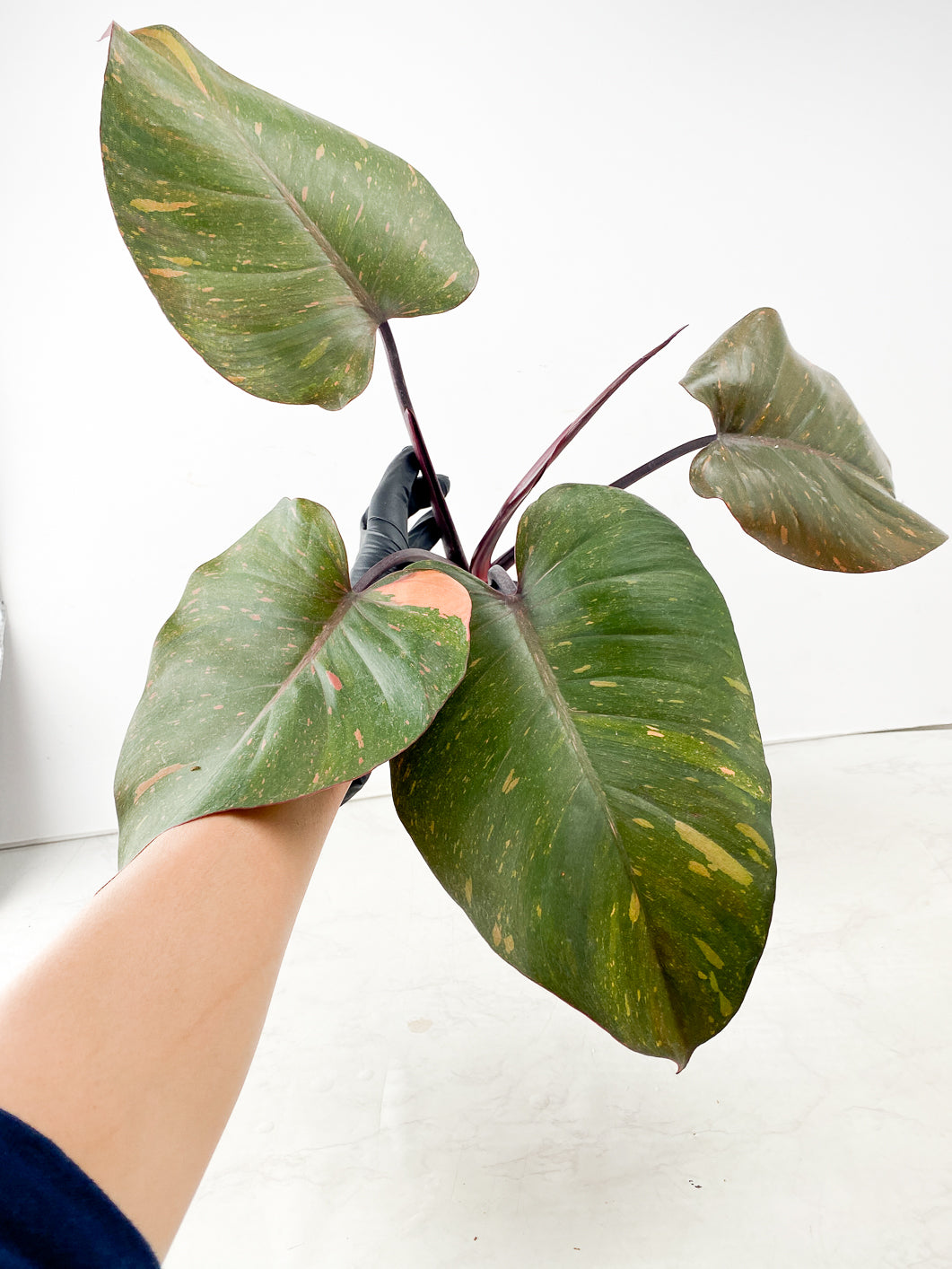 Philodendron Orange Princess node