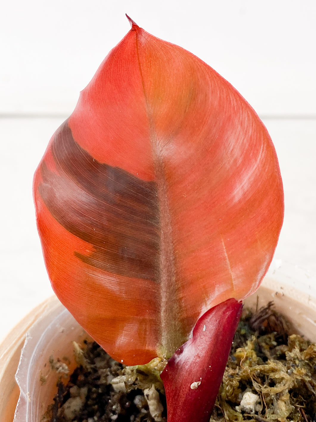 Philodendron Black Cardinal Variegated 1 leaf