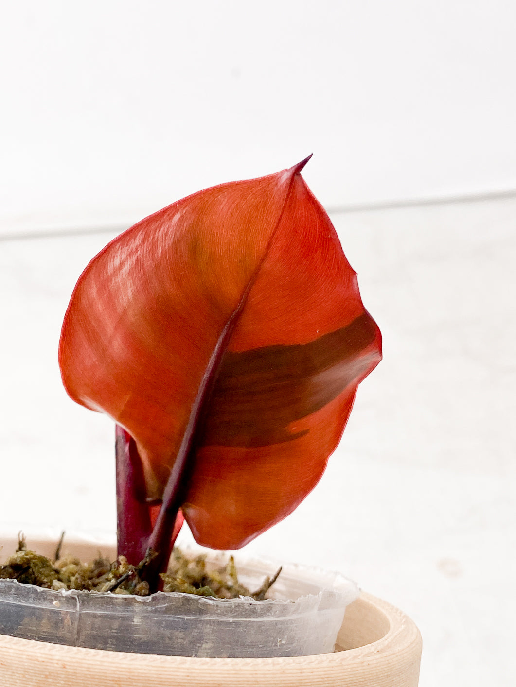 Philodendron Black Cardinal Variegated 1 leaf