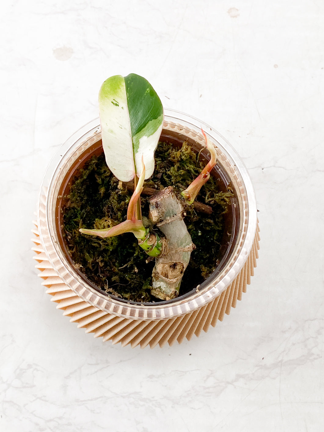 Philodendron Snowdrift Variegated 1 leaf 2 growth points