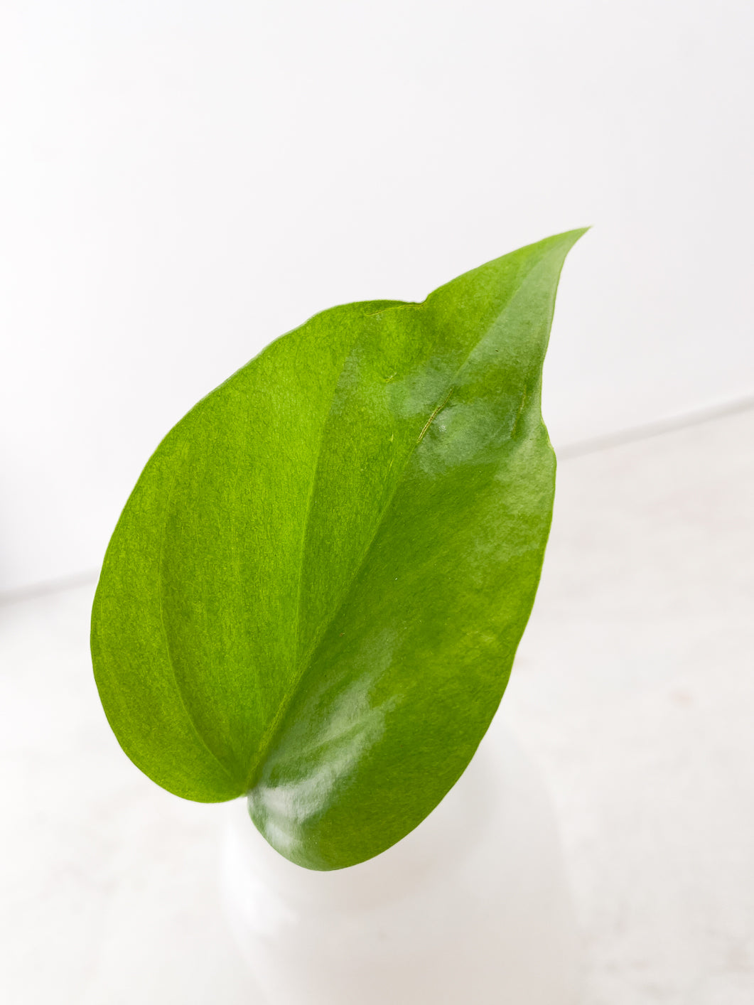 Rhaphidophora sp. Flame 1 leaf