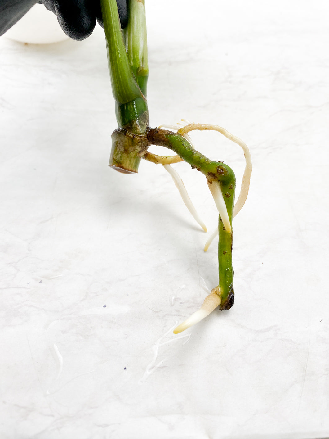 Monstera Albo White Tiger 3 leaf top cutting