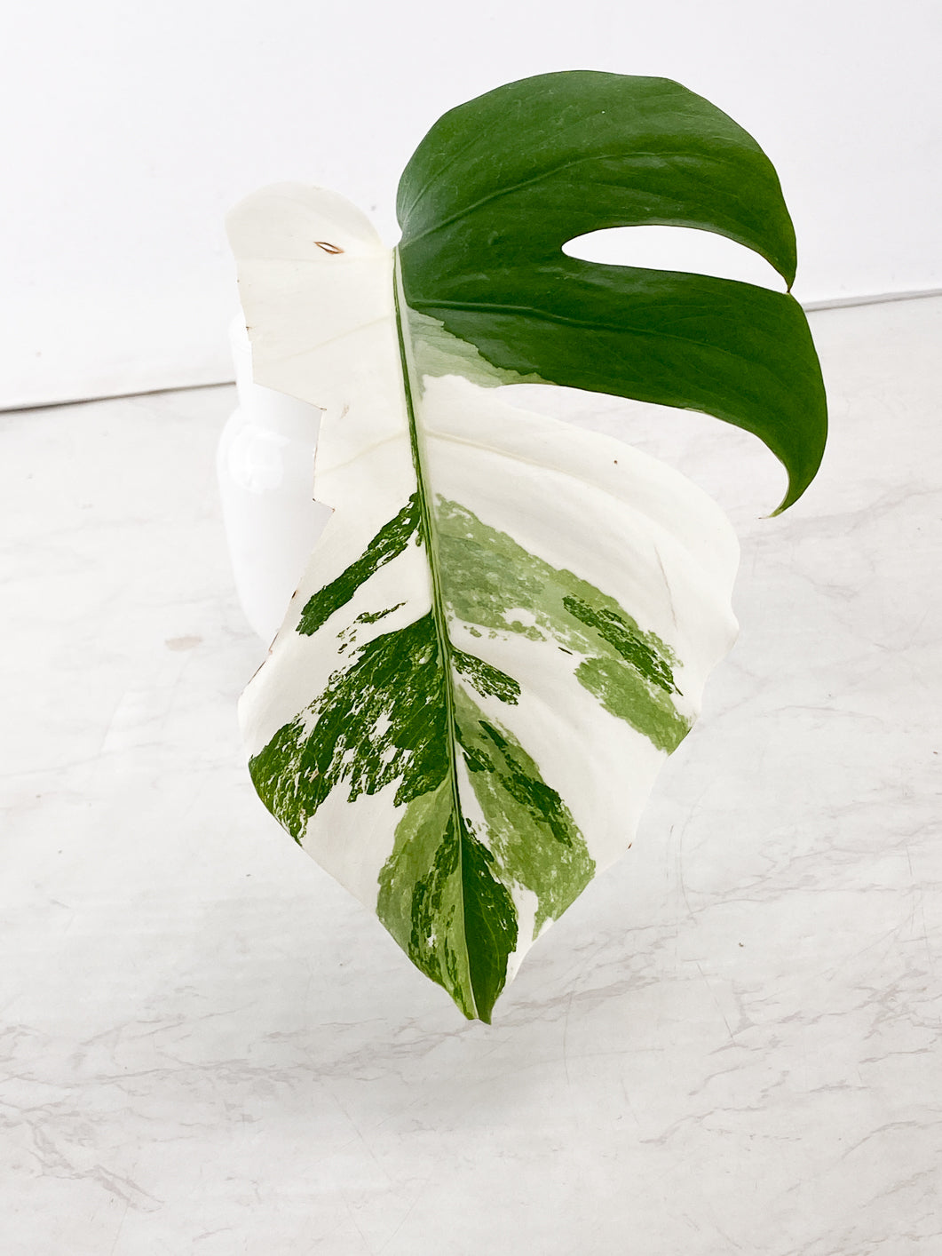 Monstera Albo White Tiger 1 leaf