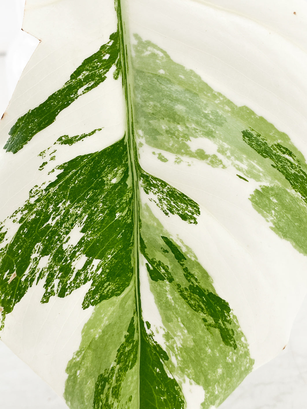 Monstera Albo White Tiger 1 leaf