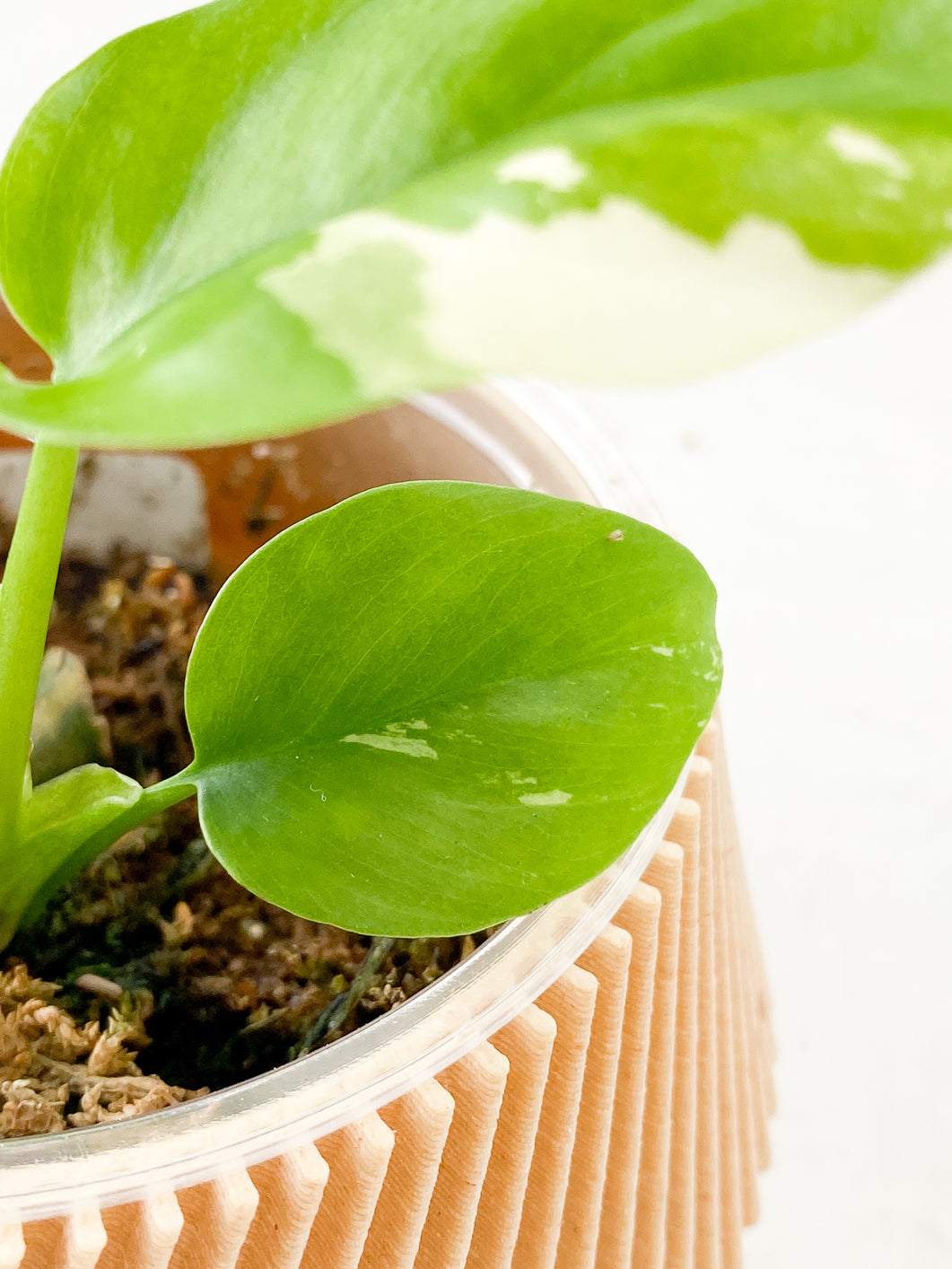 Reserved for Trista: DO NOT BUY  Rhaphidophora Tetrasperma Variegated 2 leaves