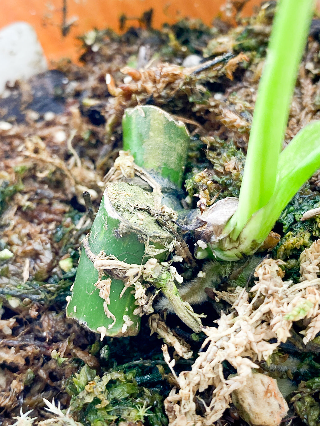 Reserved for Trista: DO NOT BUY  Rhaphidophora Tetrasperma Variegated 2 leaves