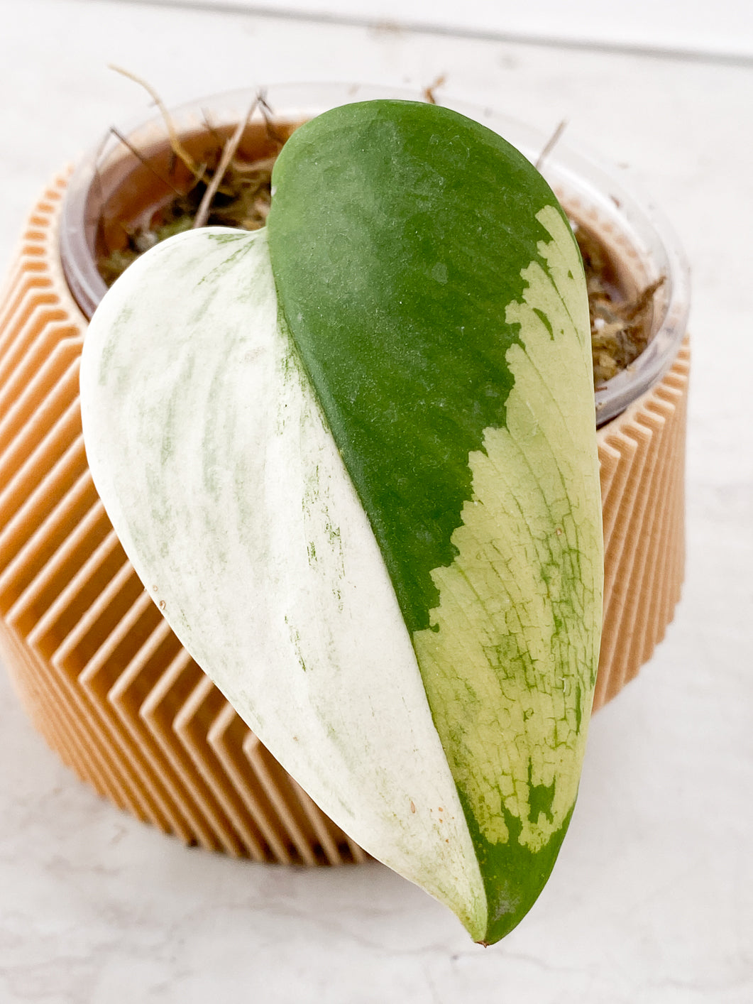 Scindapsus Moonlight Variegated 1 leaf