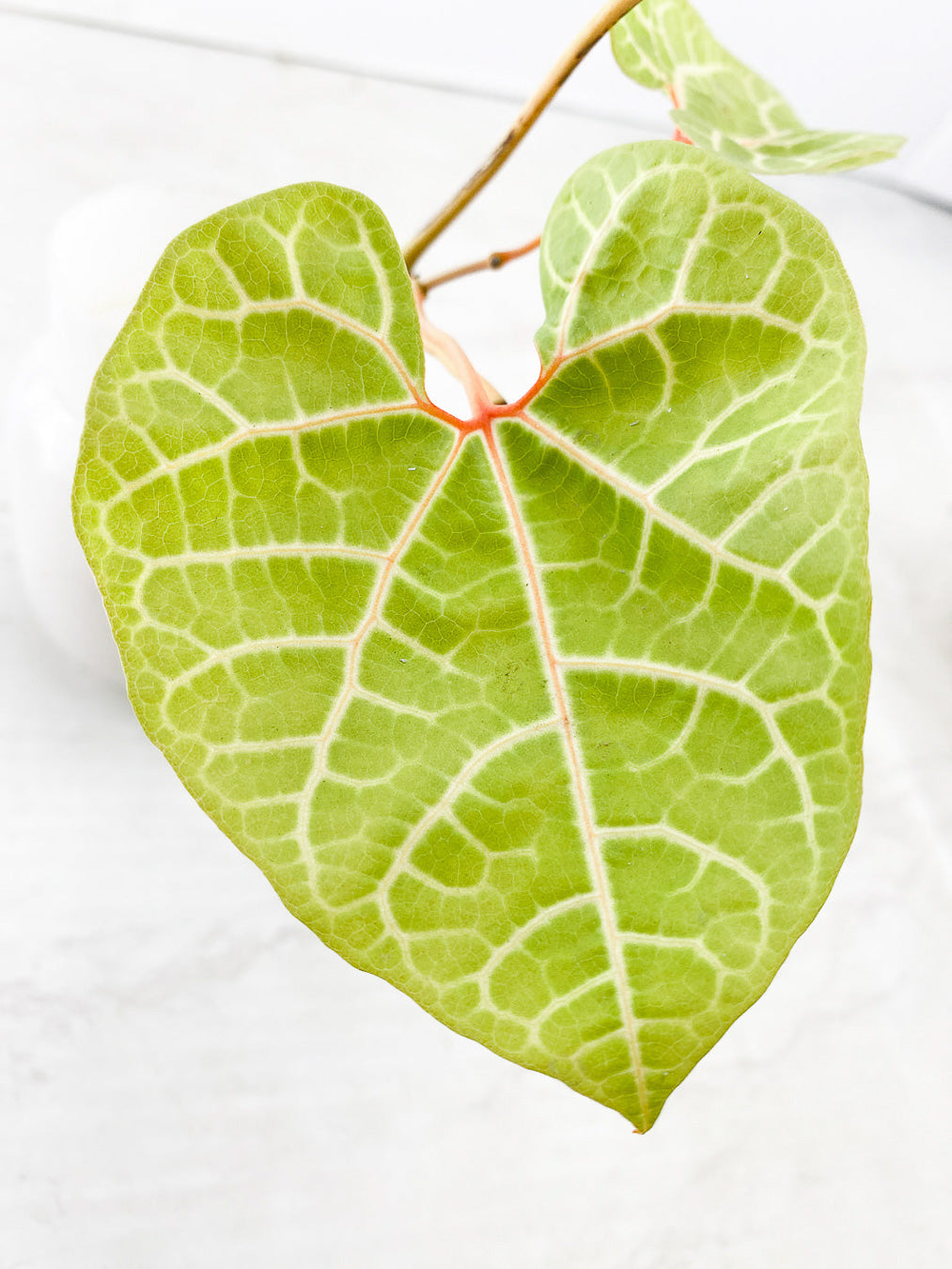 Aristolochia Leuchoneura 2 leaf