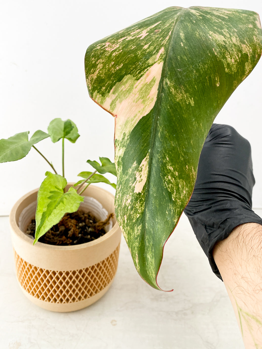 Combo Deal! Philodendron Strawberry Shake and Syngonium Three Kings