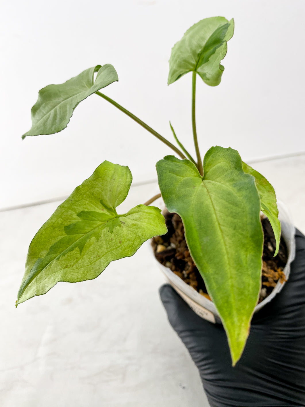 Combo Deal! Philodendron Strawberry Shake and Syngonium Three Kings