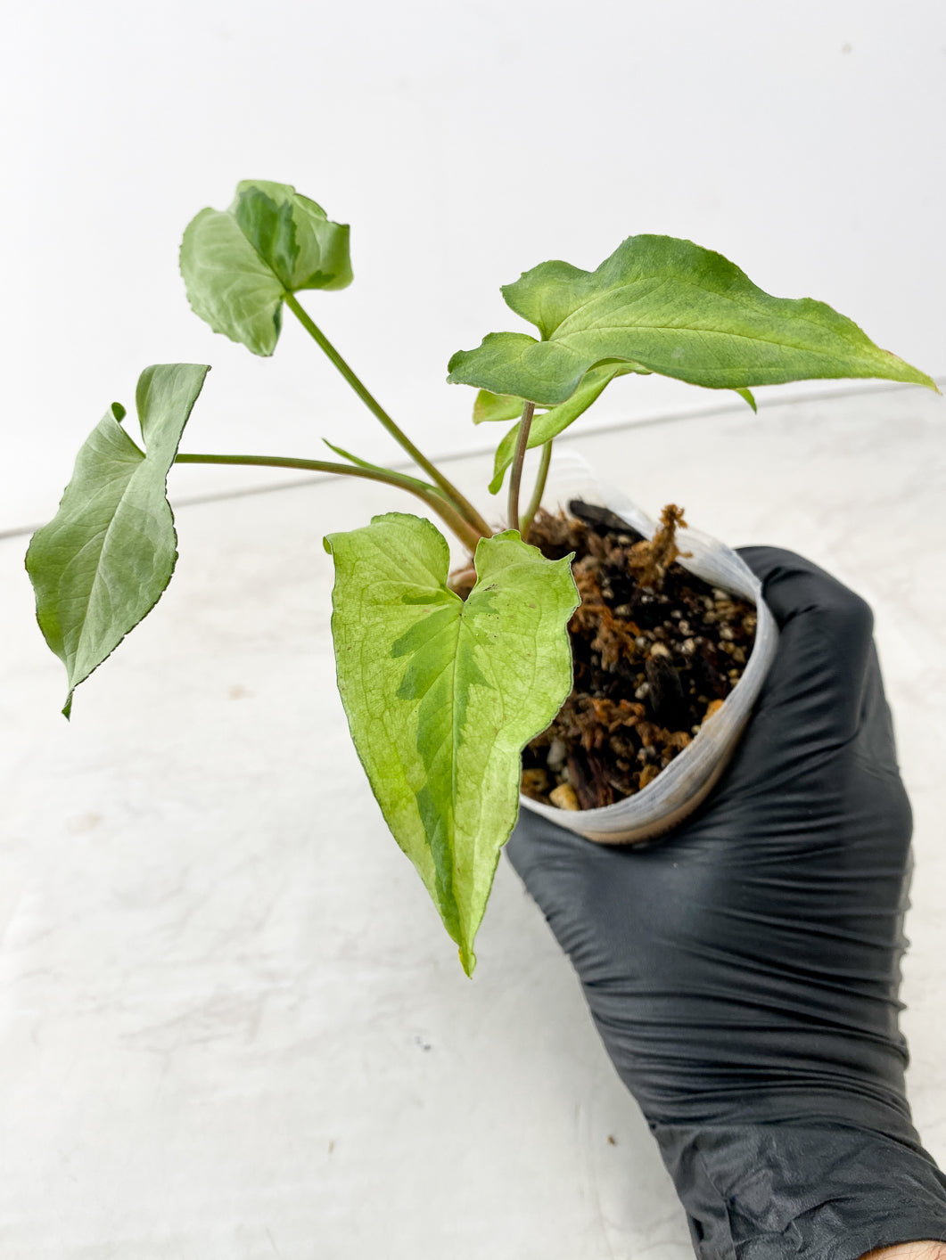 Combo Deal! Philodendron Strawberry Shake and Syngonium Three Kings