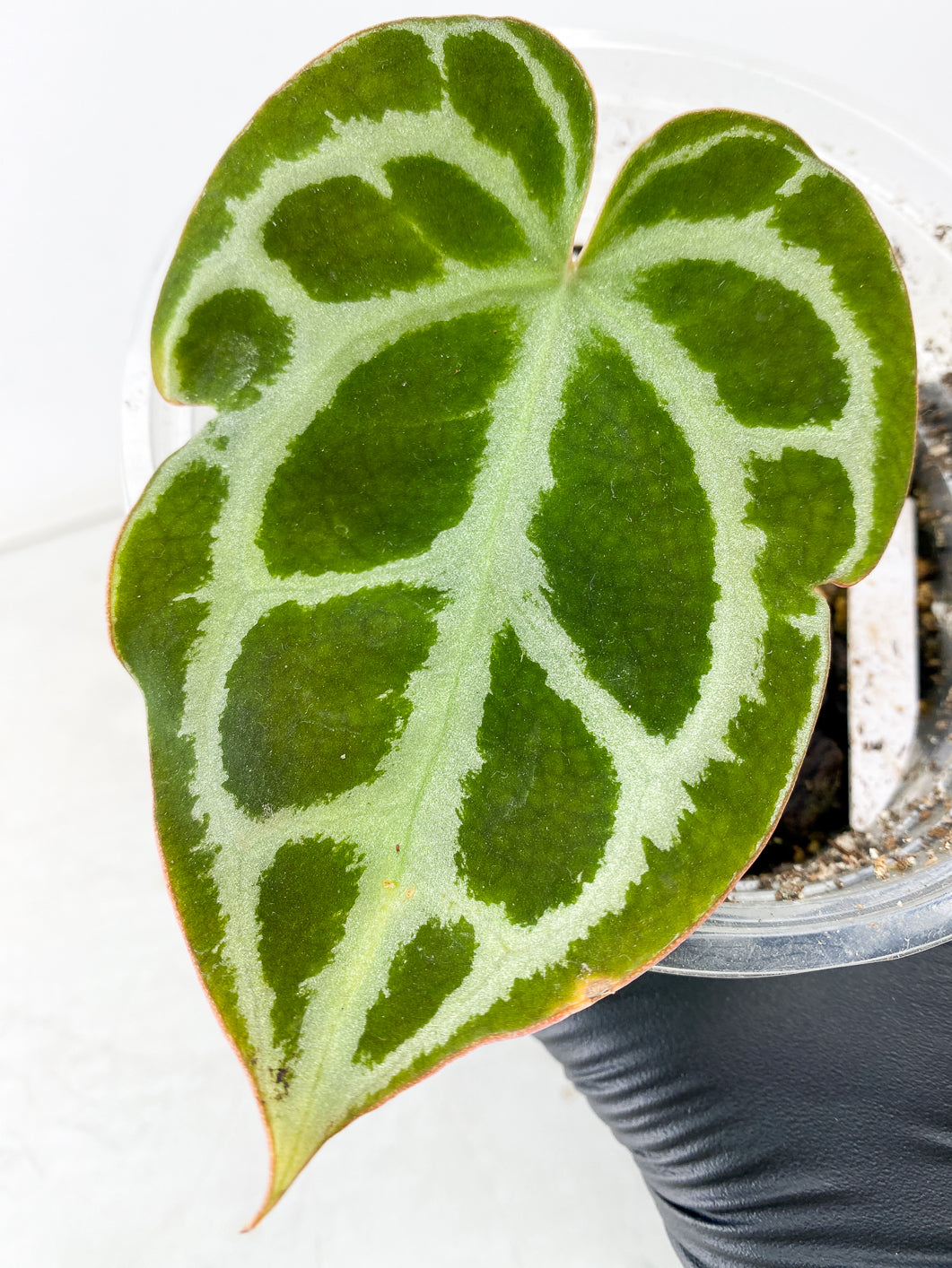 Combo Deal! Anthurium Crystallinum Silver and Syngonium Aurea