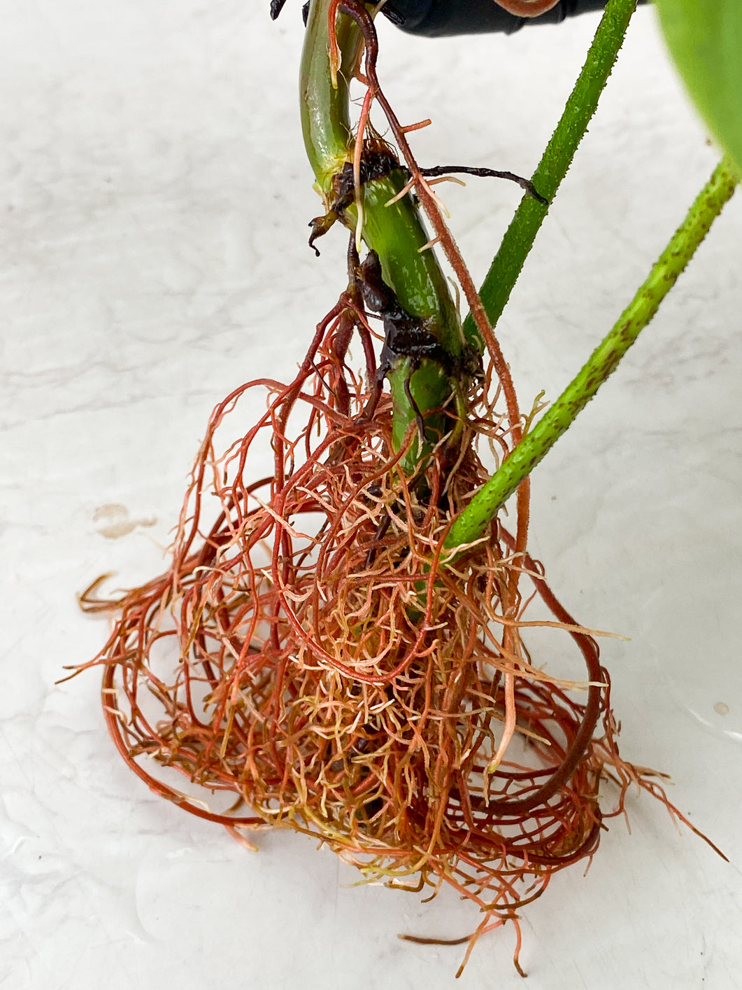 Philodendron Fuzzy Petiole