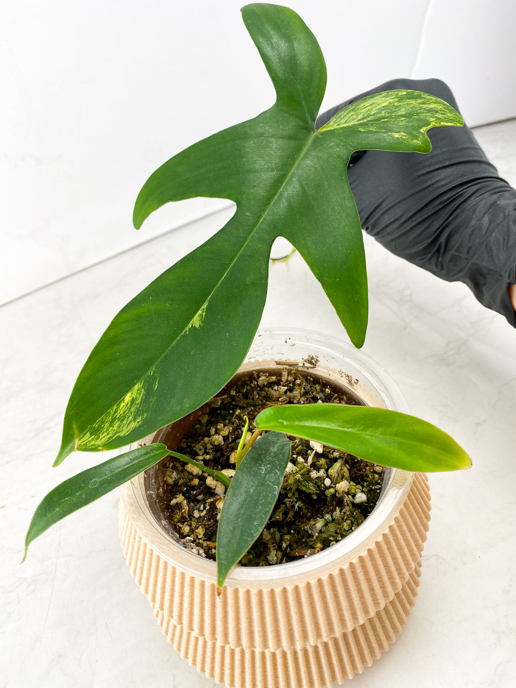 Combo Deal! Philodendron Florida Beauty and Philodendron Joepii