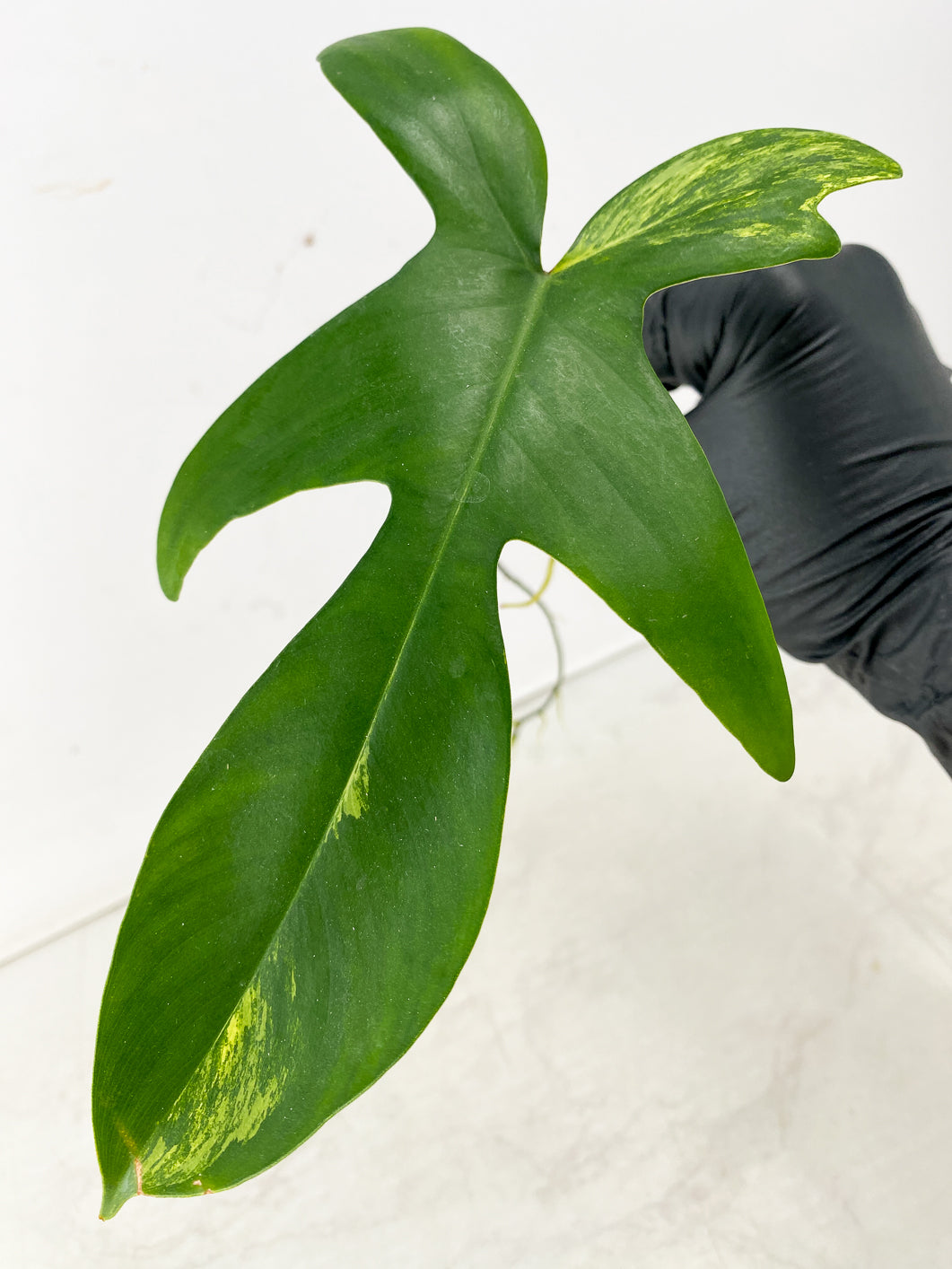 Combo Deal! Philodendron Florida Beauty and Philodendron Joepii