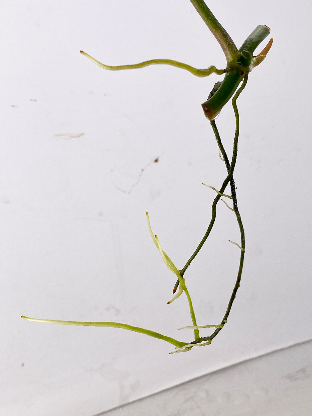 Combo Deal! Philodendron Florida Beauty and Philodendron Joepii