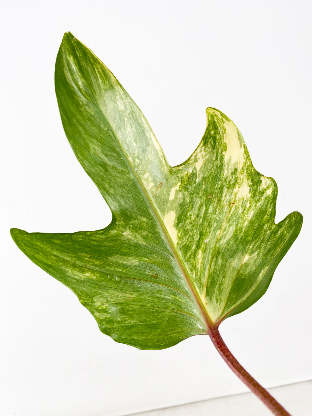 Philodendron Florida Beauty 1 leaf