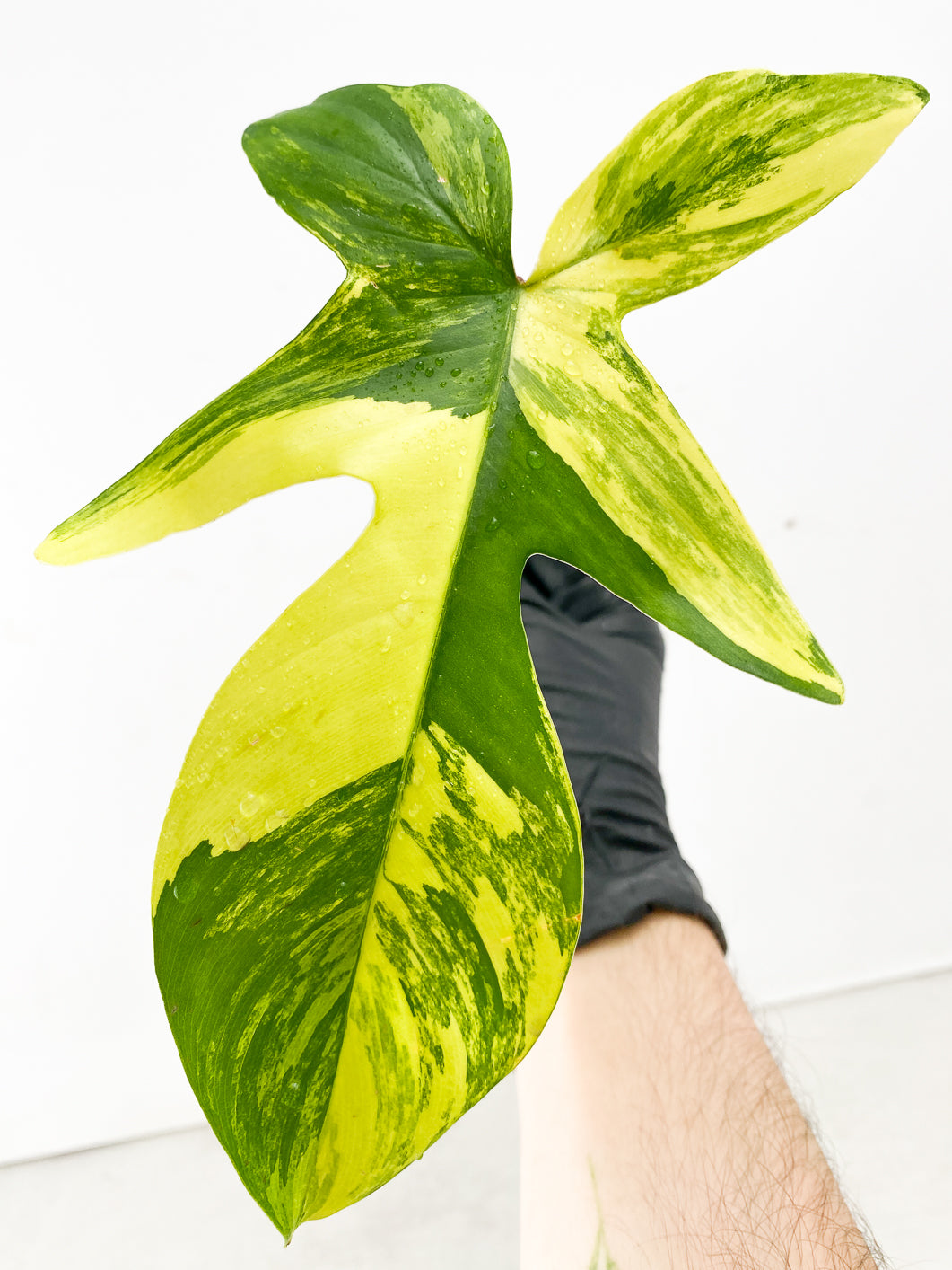 Philodendron Florida Beauty  1 highly variegated leaf rooting