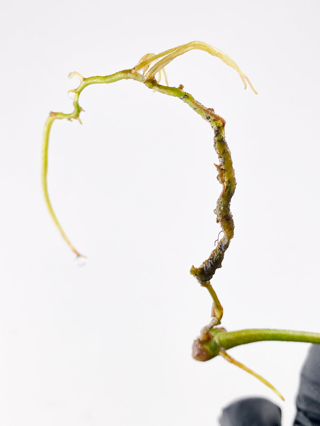 Philodendron Florida Beauty  1 leaf rooting
