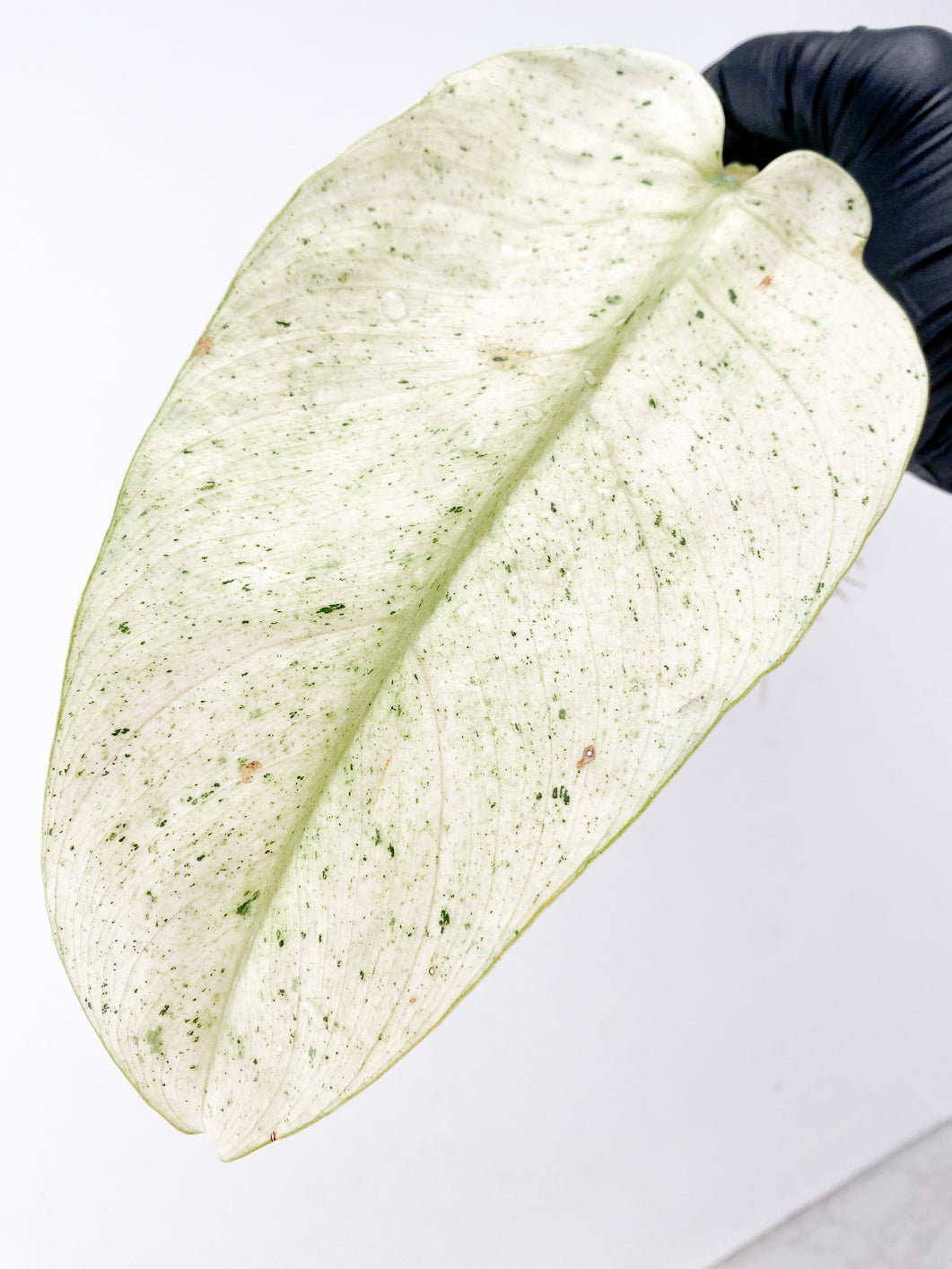 Philodendron Whipple Way 1 highly variegated leaf double node rooting