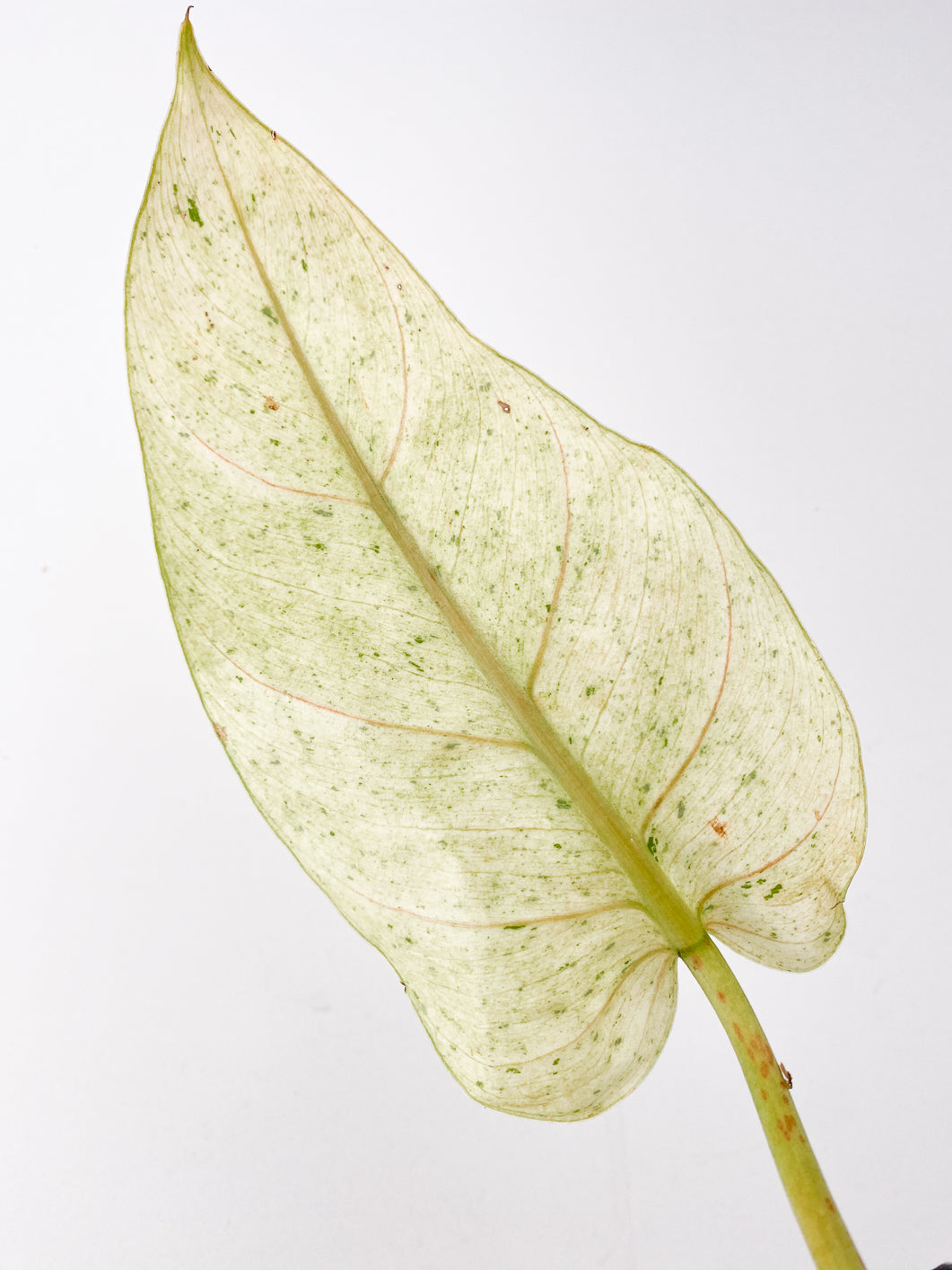 Philodendron Whipple Way 1 highly variegated leaf double node rooting